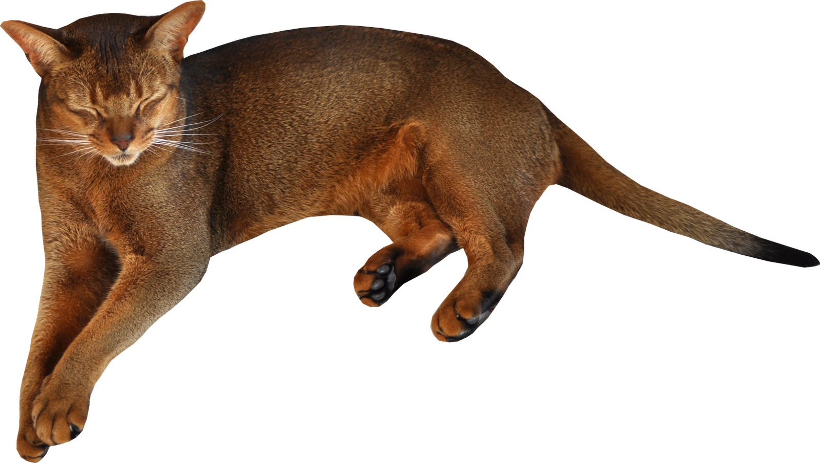 Lying Cat PNG Image