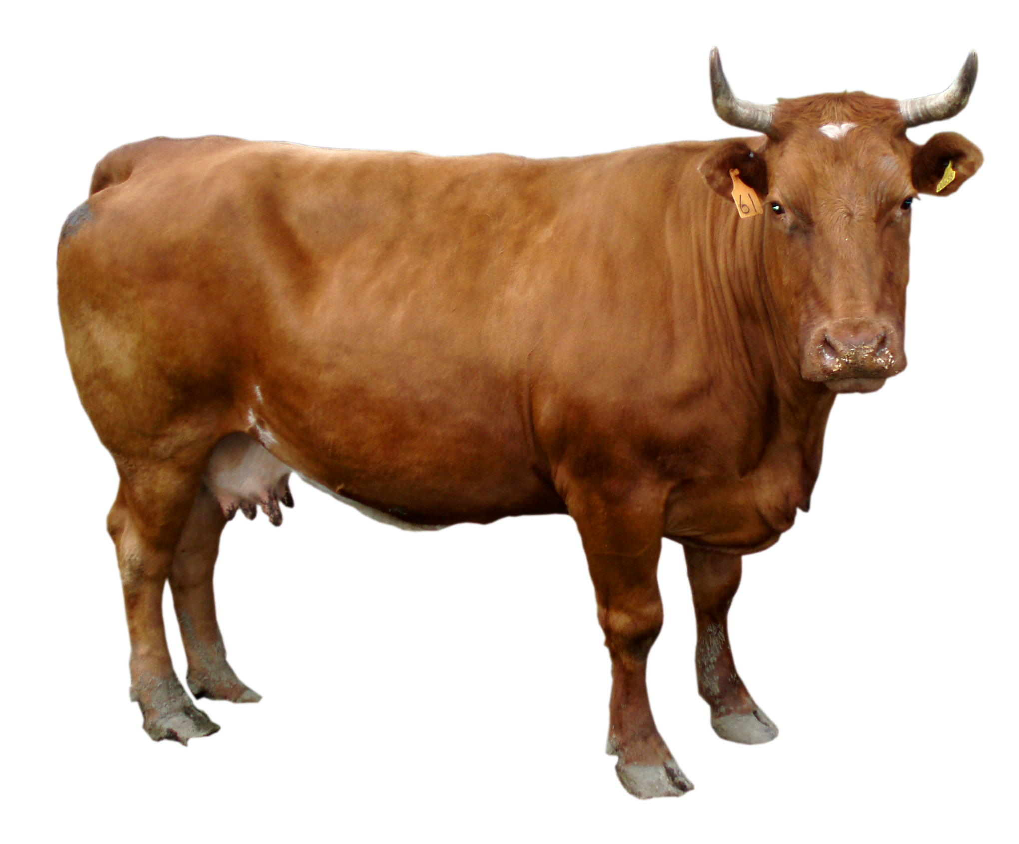 Male Cow Standing PNG Image