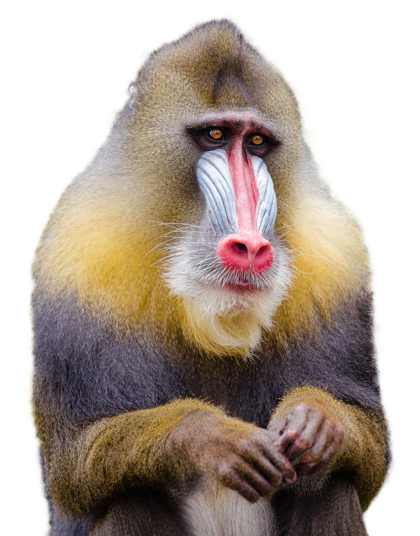 Download Mandrill Monkey PNG Image for Free