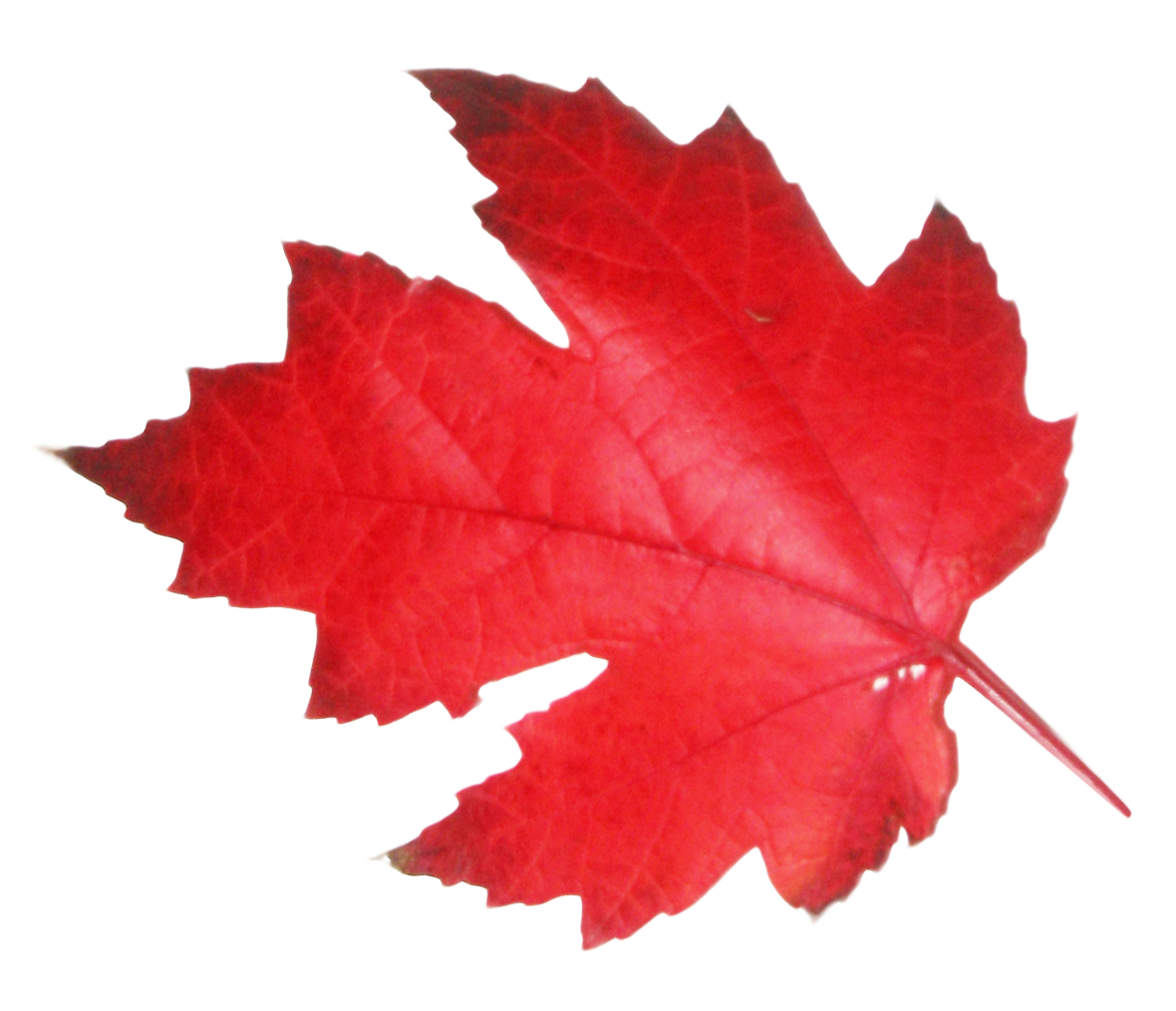 Maple Leaf PNG Image