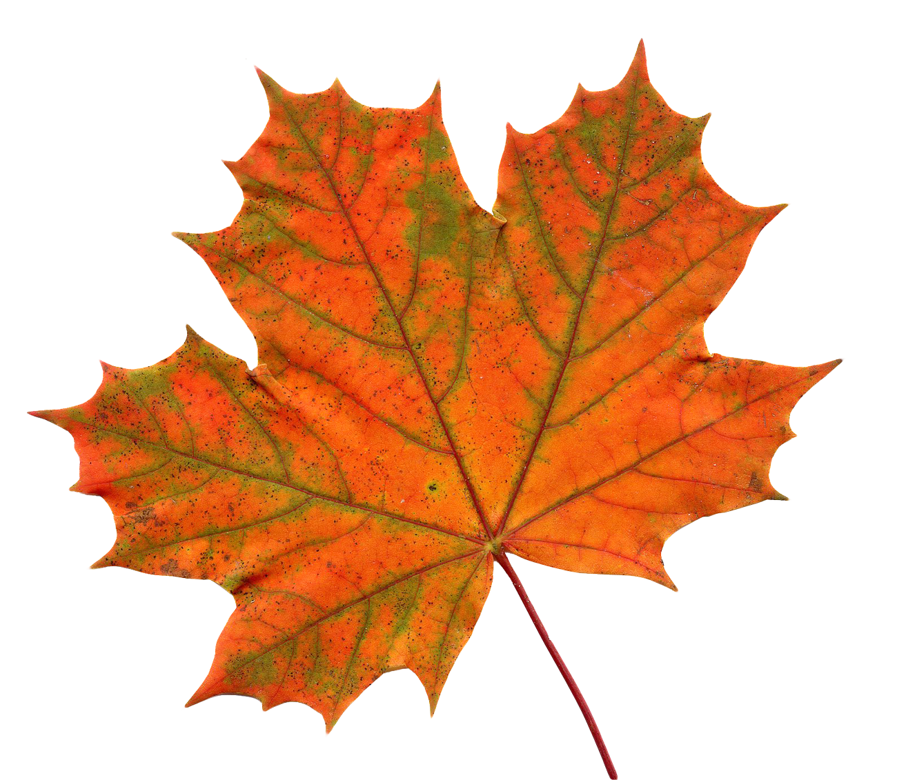 Maple Leaf PNG Image