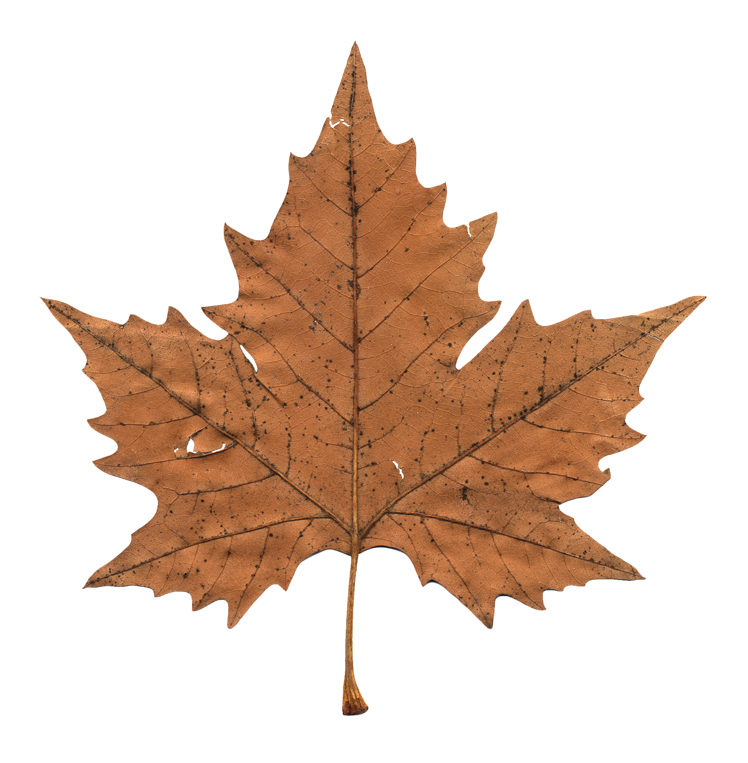 Maple Leaf PNG Image