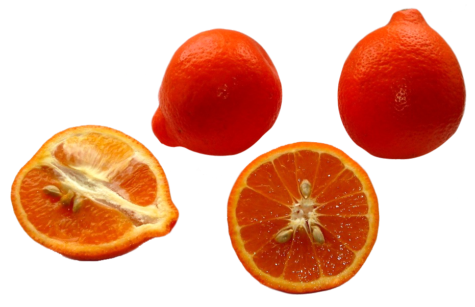 Minneola Tangerines PNG Image