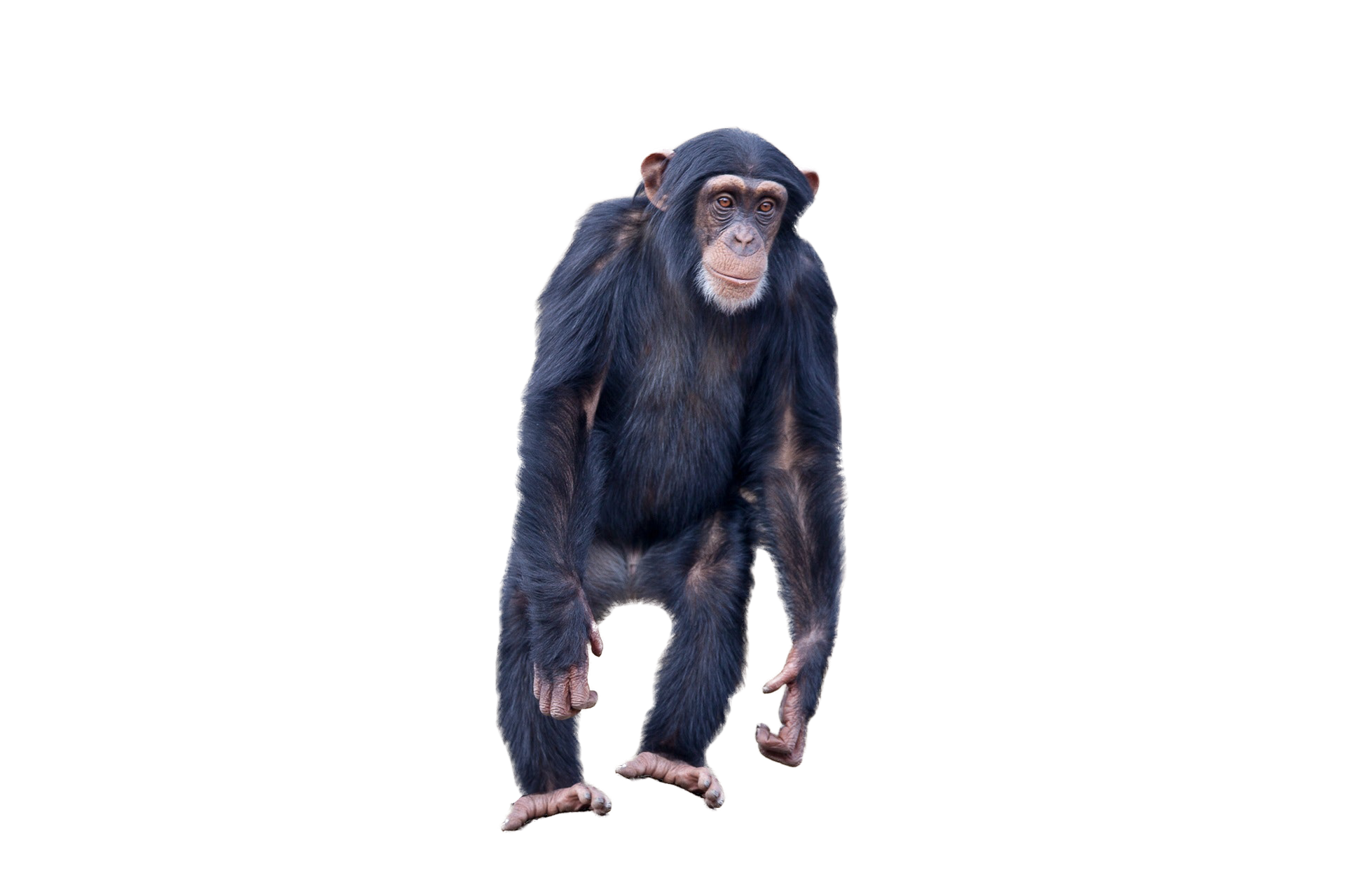 Monkey Standing PNG Image