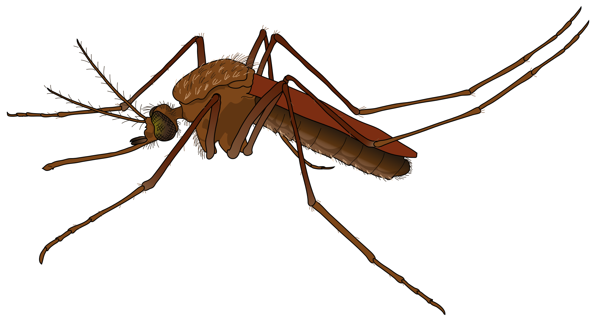 Mosquito PNG Image