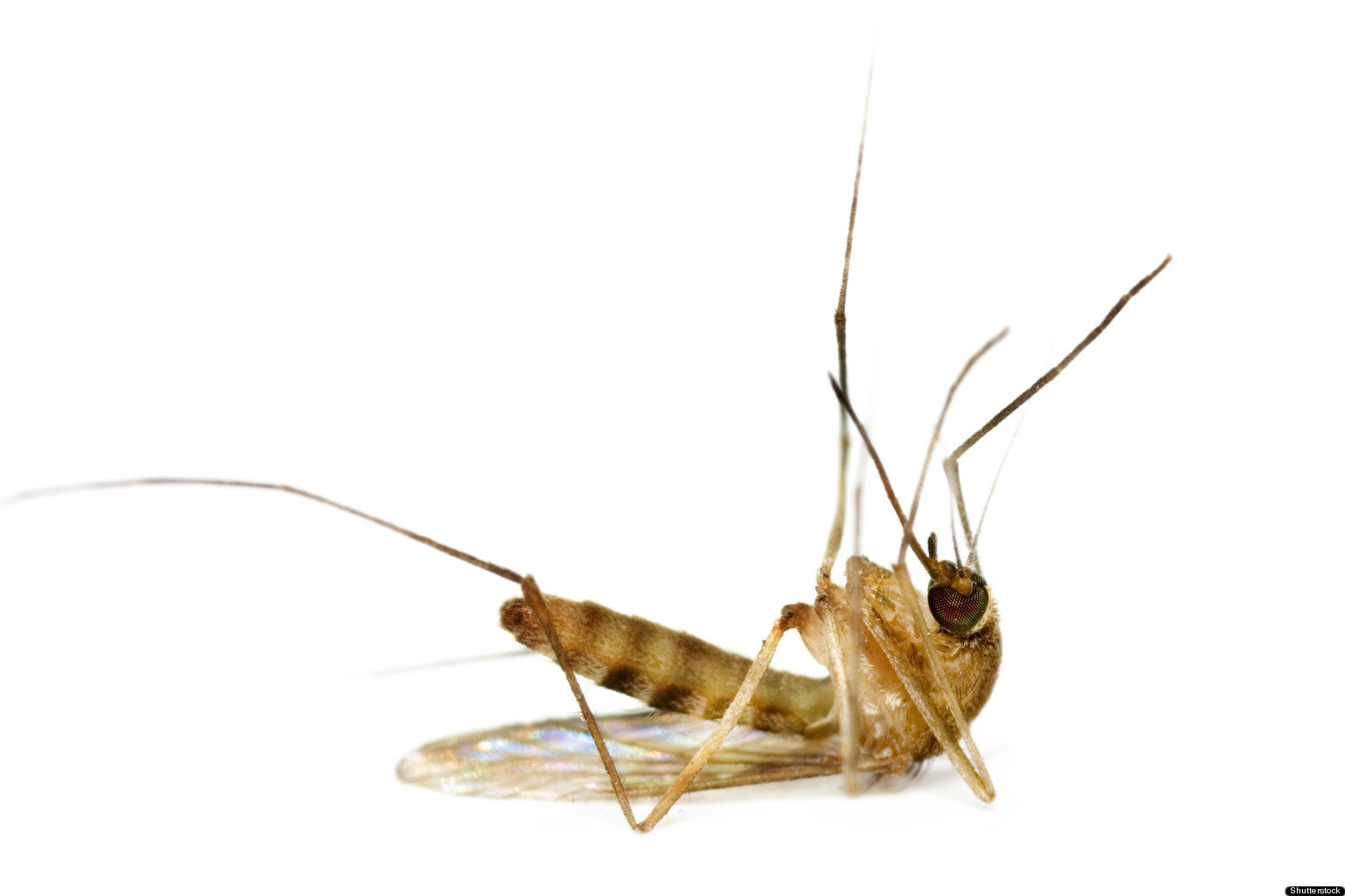 Mosquito PNG Image