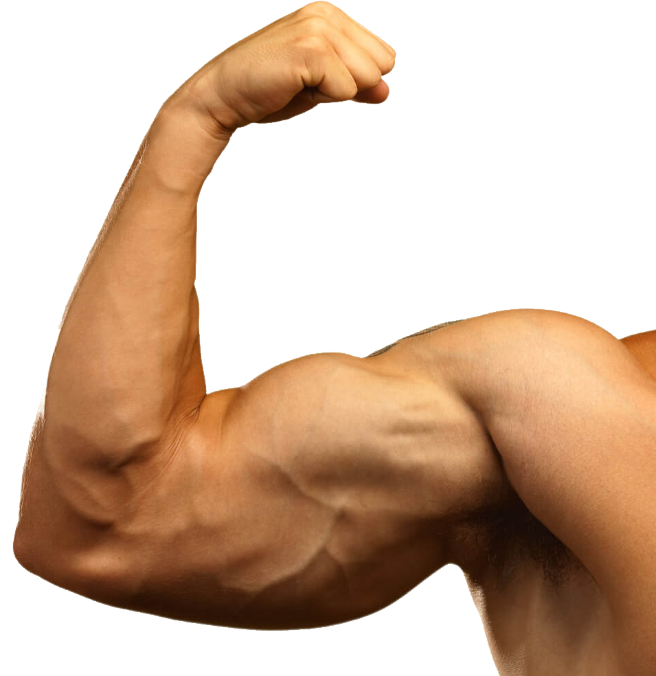 Muscle PNG Image