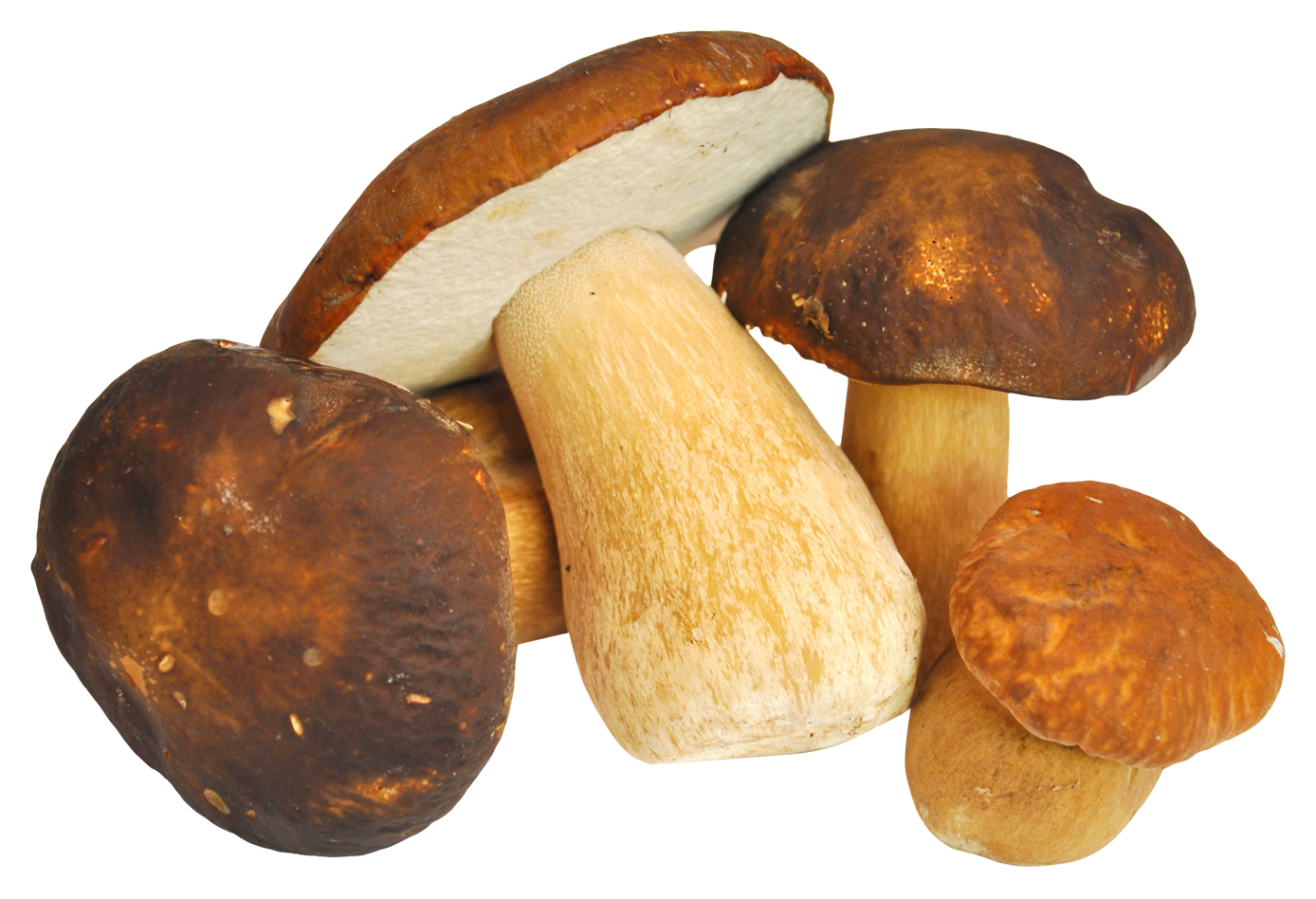 Mushroom PNG Image