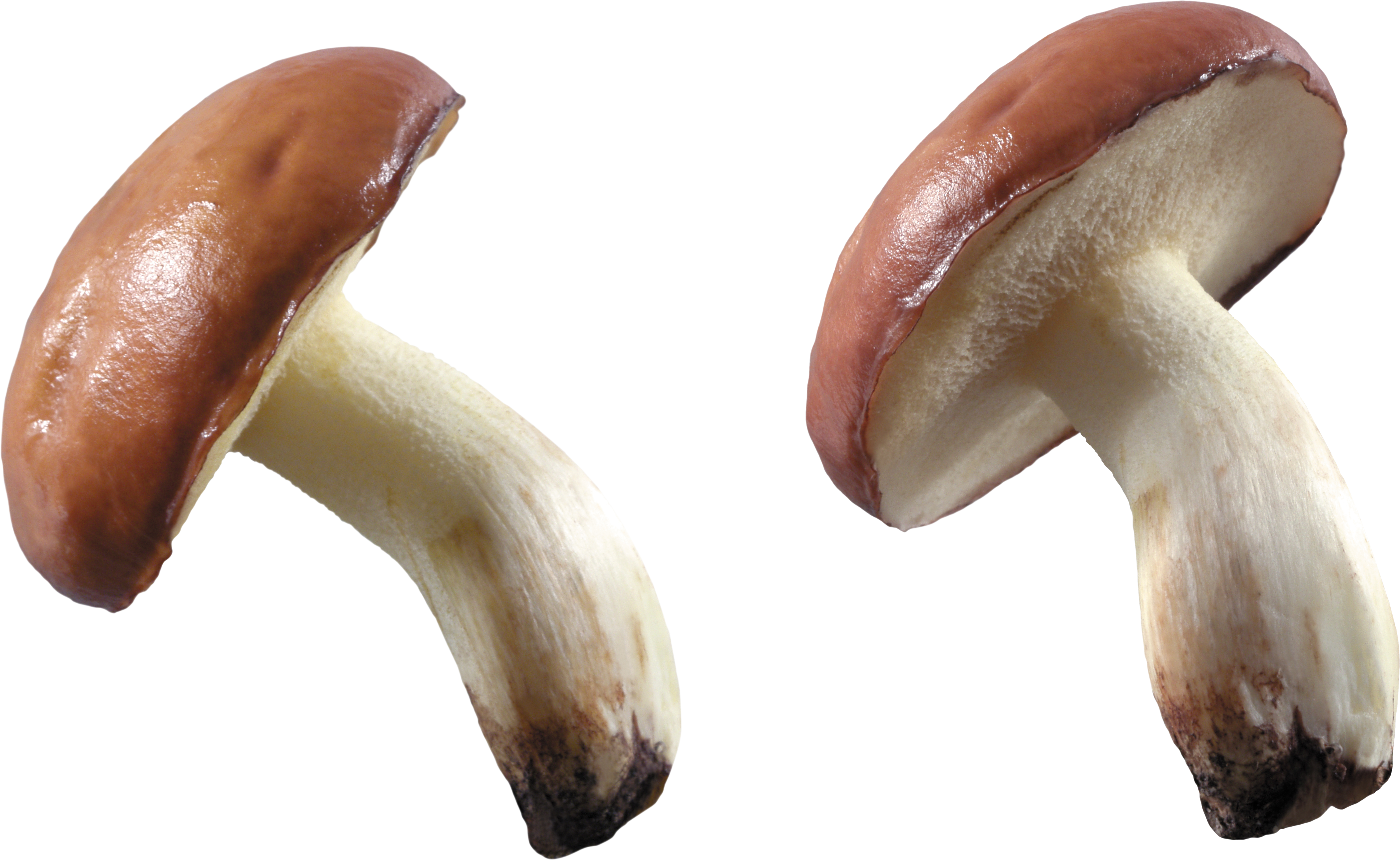 Mushroom PNG Image