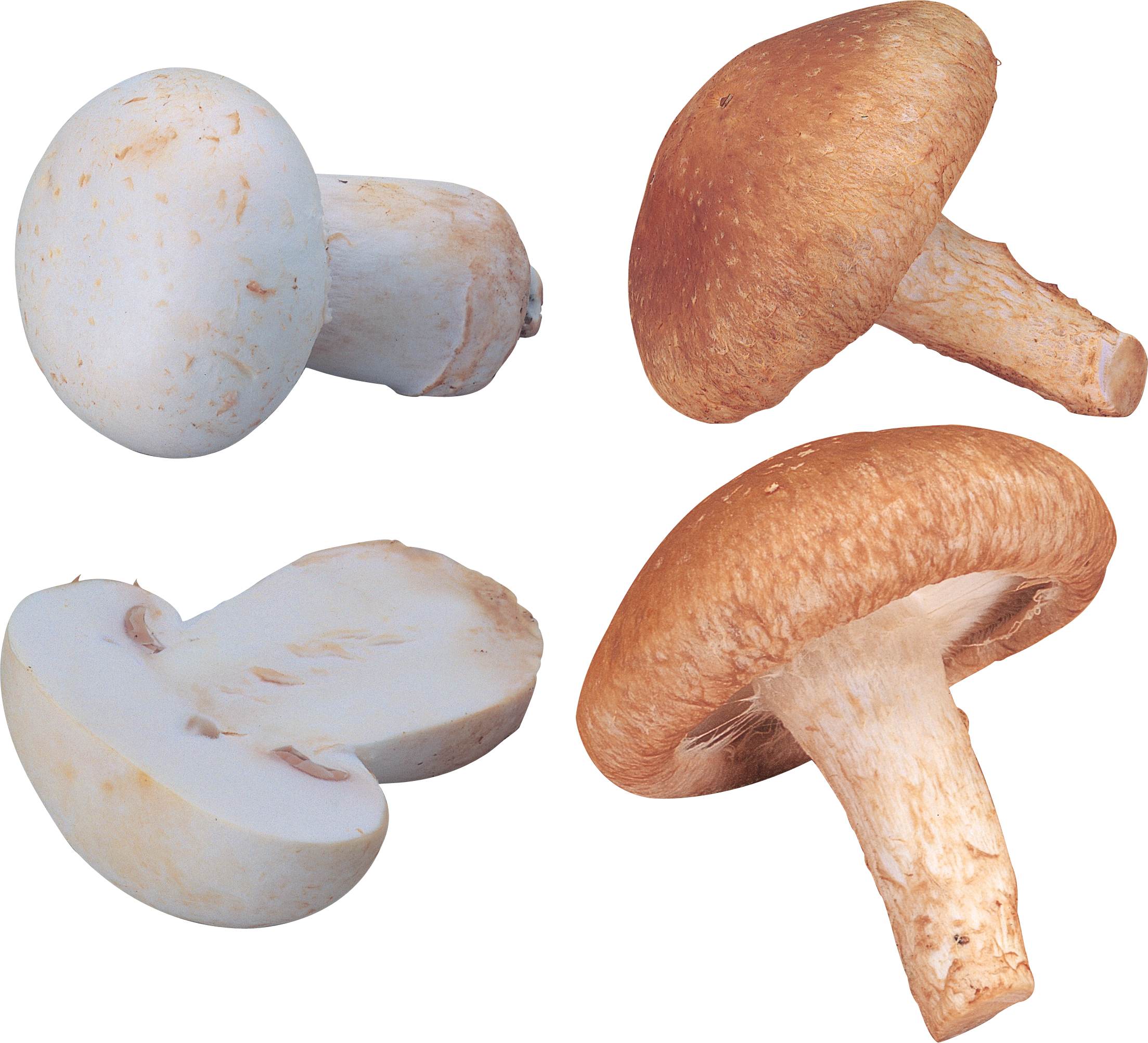 Mushroom PNG Image