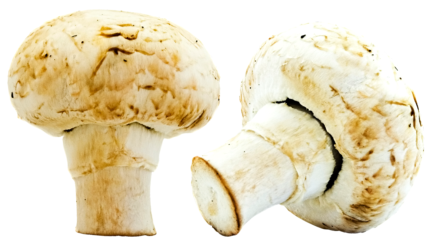Mushrooms PNG Image