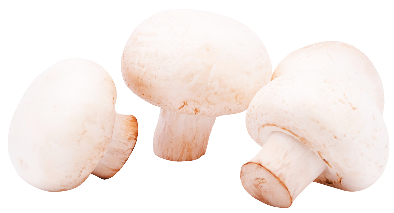 Mushrooms PNG Image