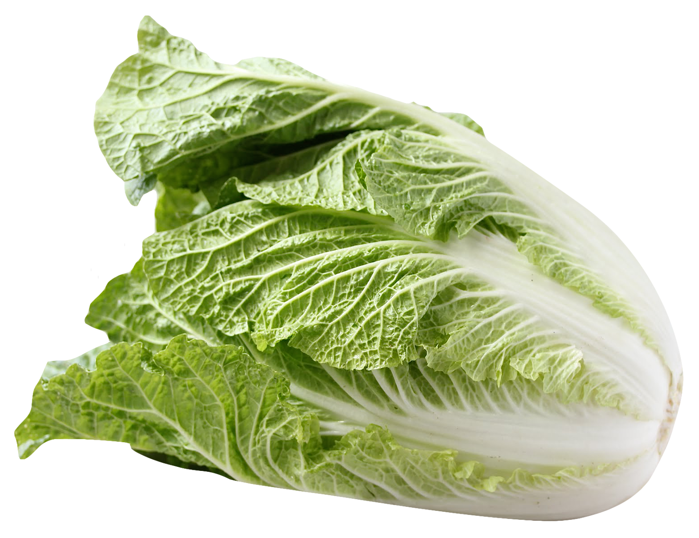 Napa Cabbage PNG Image