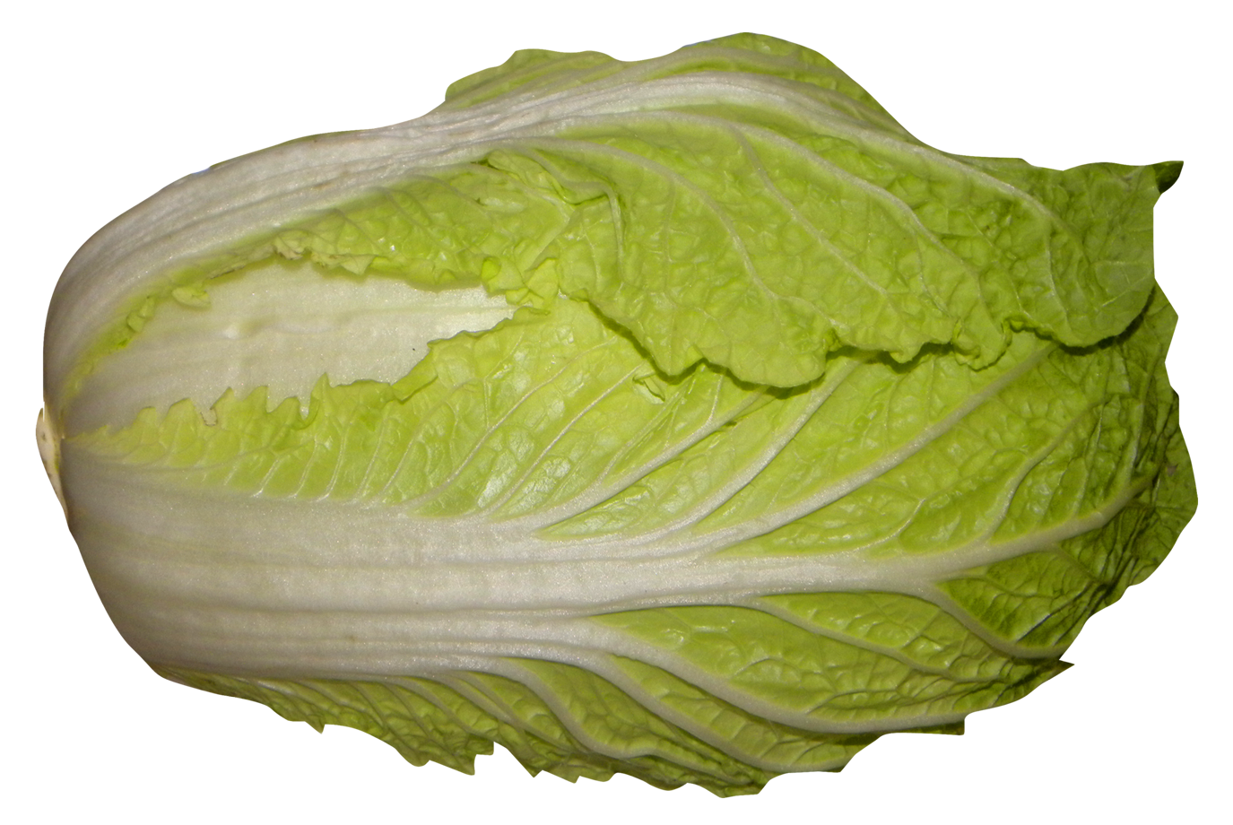 Napa Cabbage PNG Image