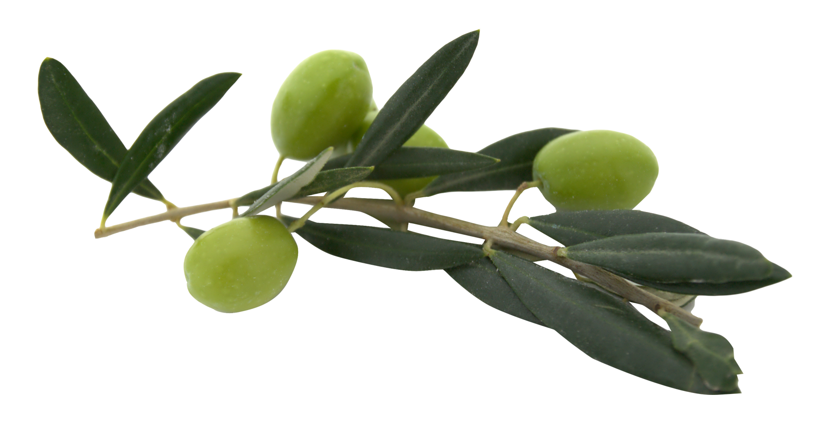 Olive With Leaves PNG Image