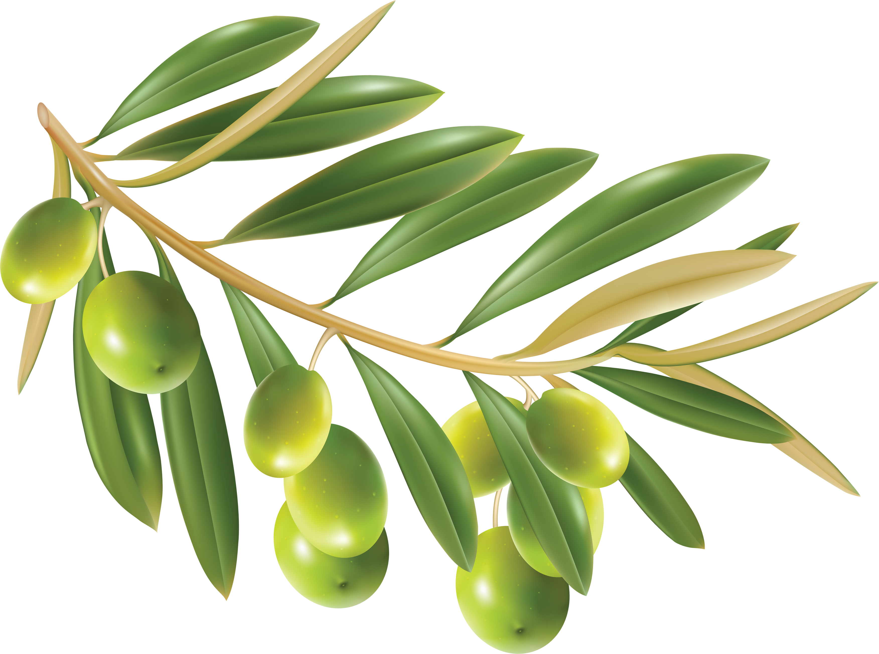 download-olives-png-image-for-free