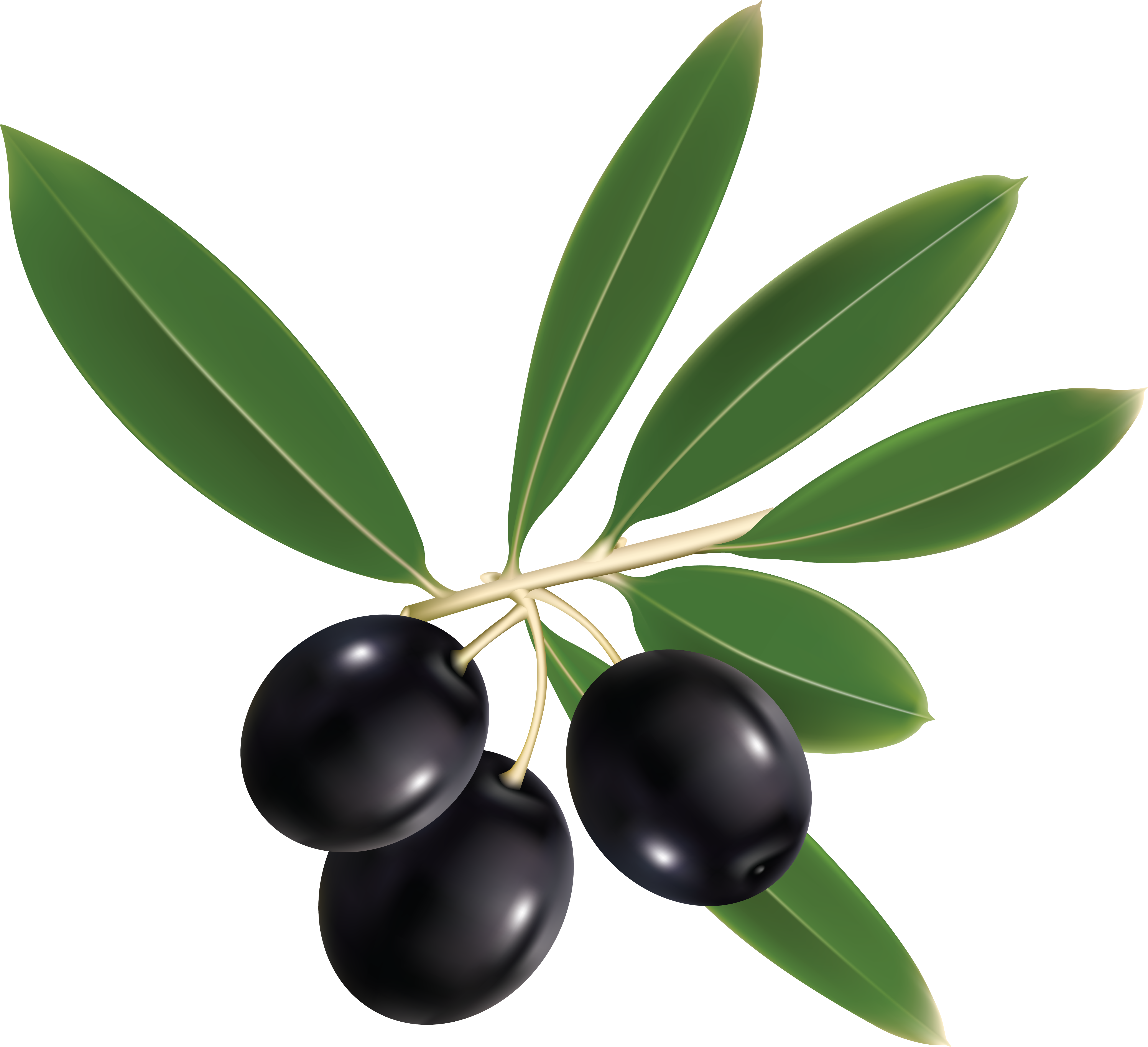 Olives PNG Image