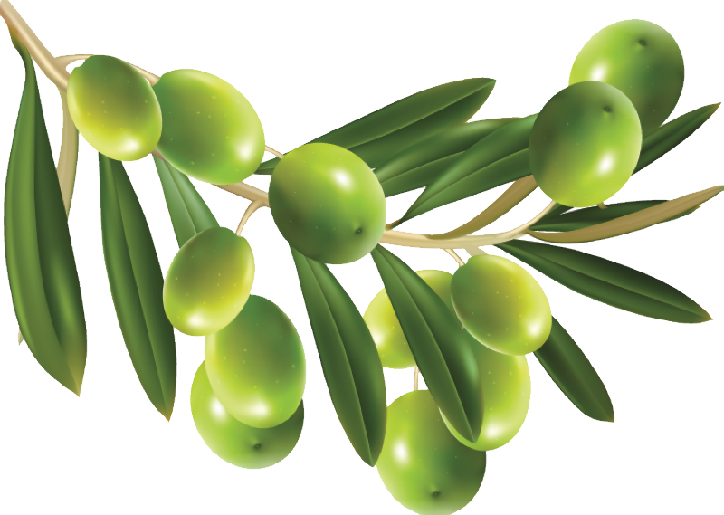 Olives PNG Image