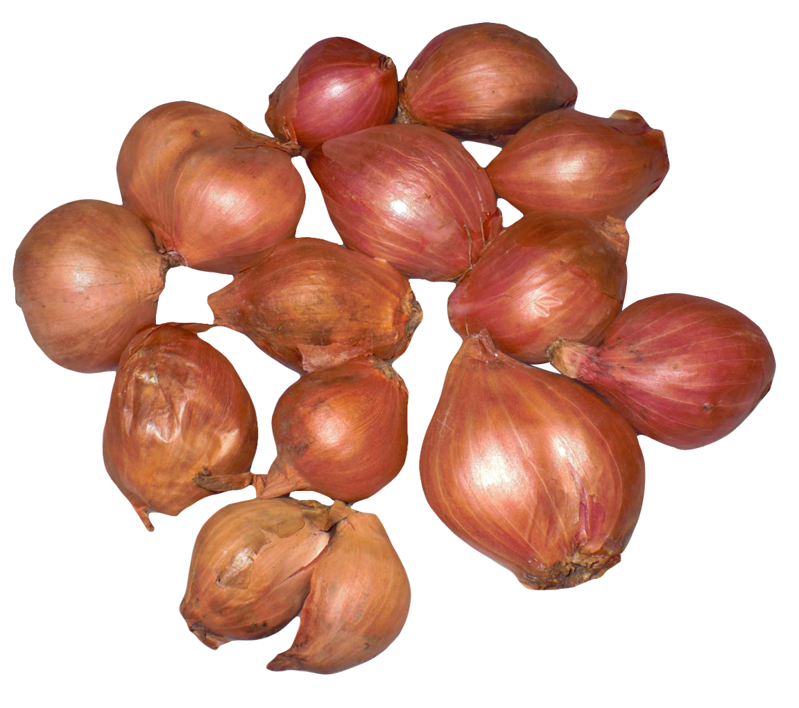 Onion Shallots PNG Image