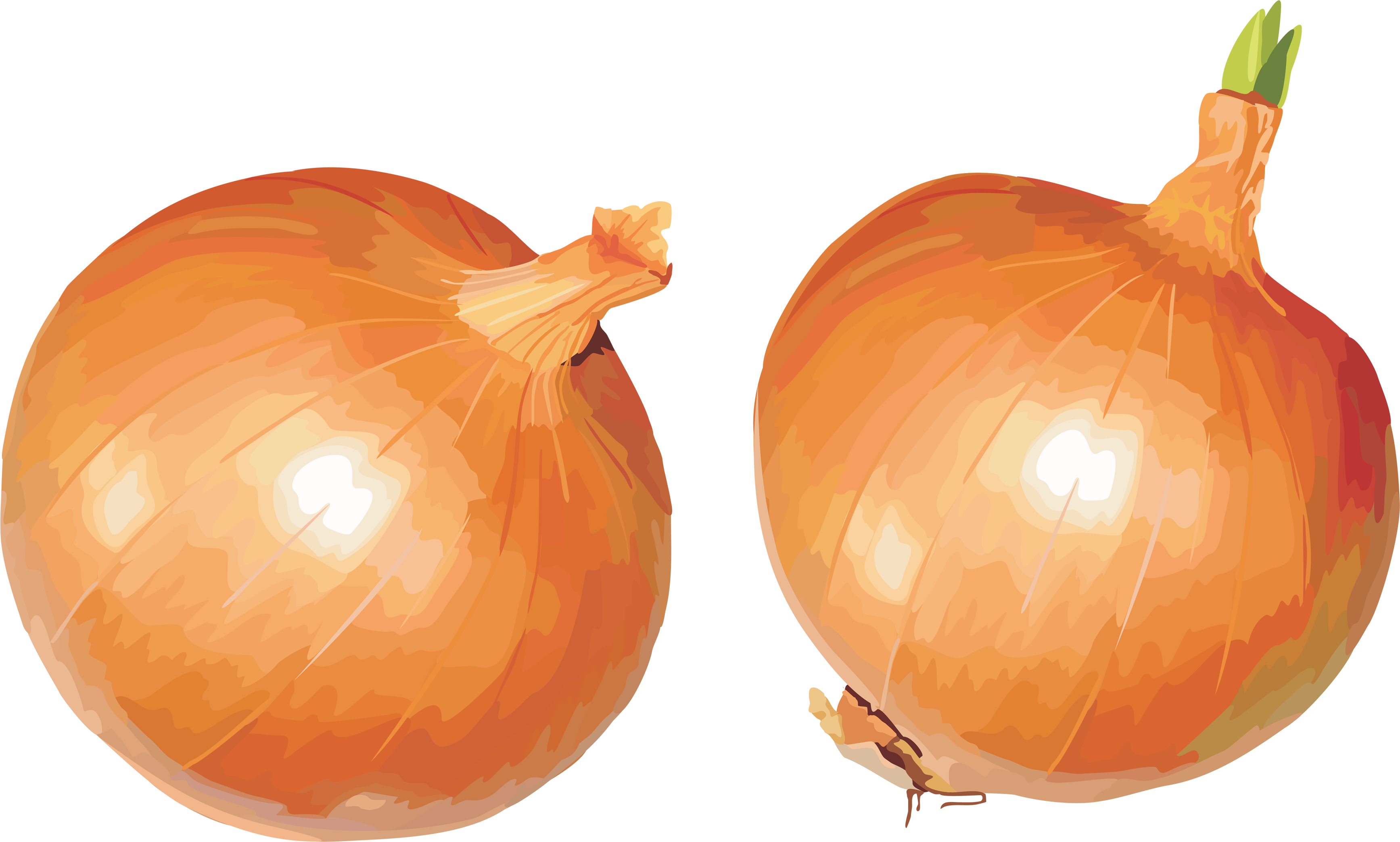 onion-png-image-purepng-free-transparent-cc0-png-image-library