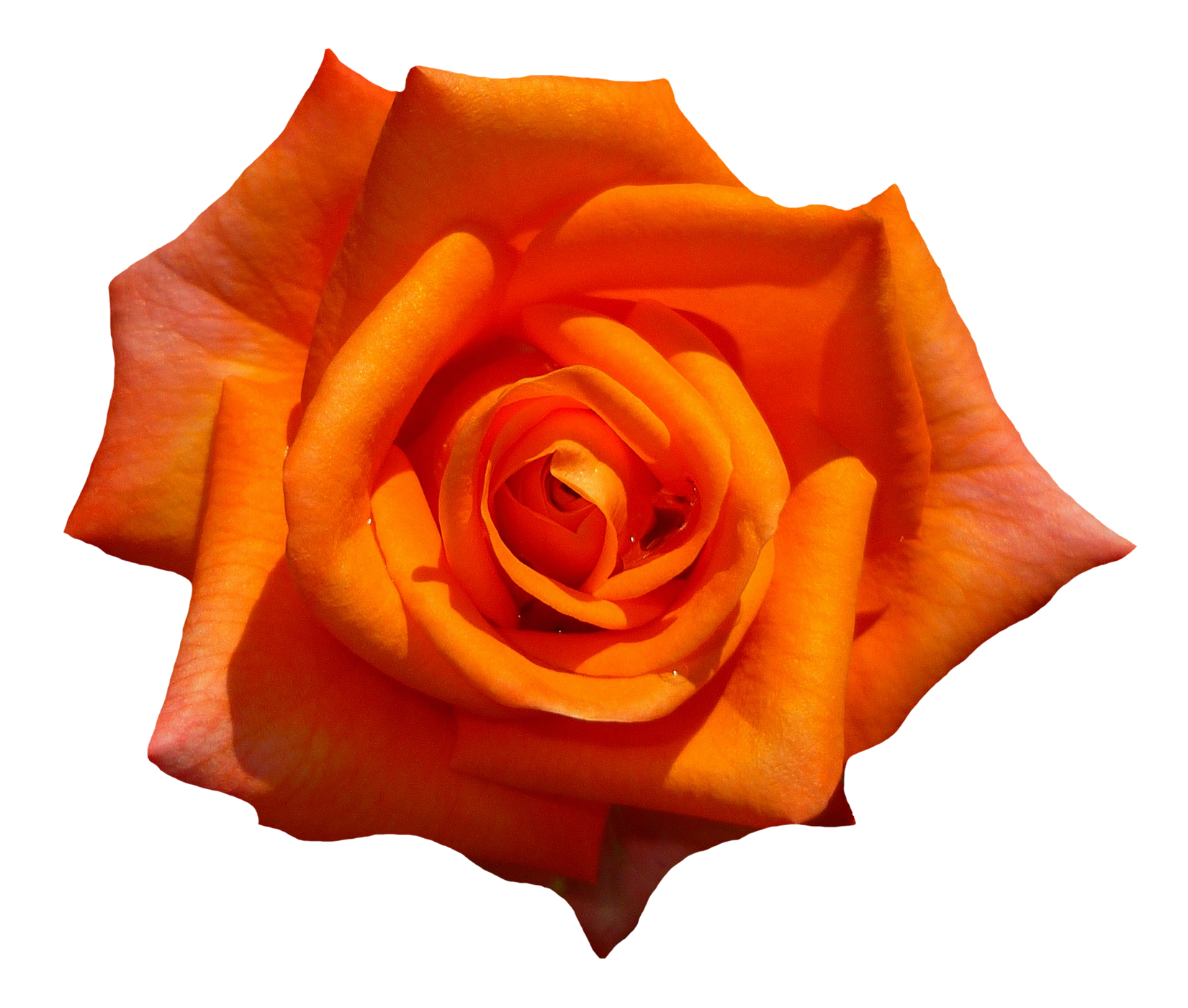 Orange Rose Flower Top View PNG Image