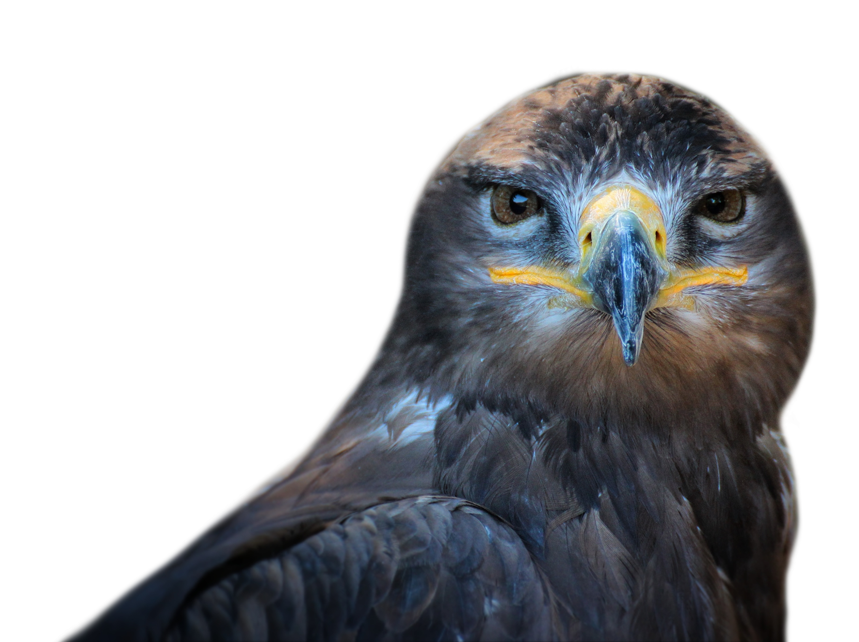 Owl Bird PNG Image
