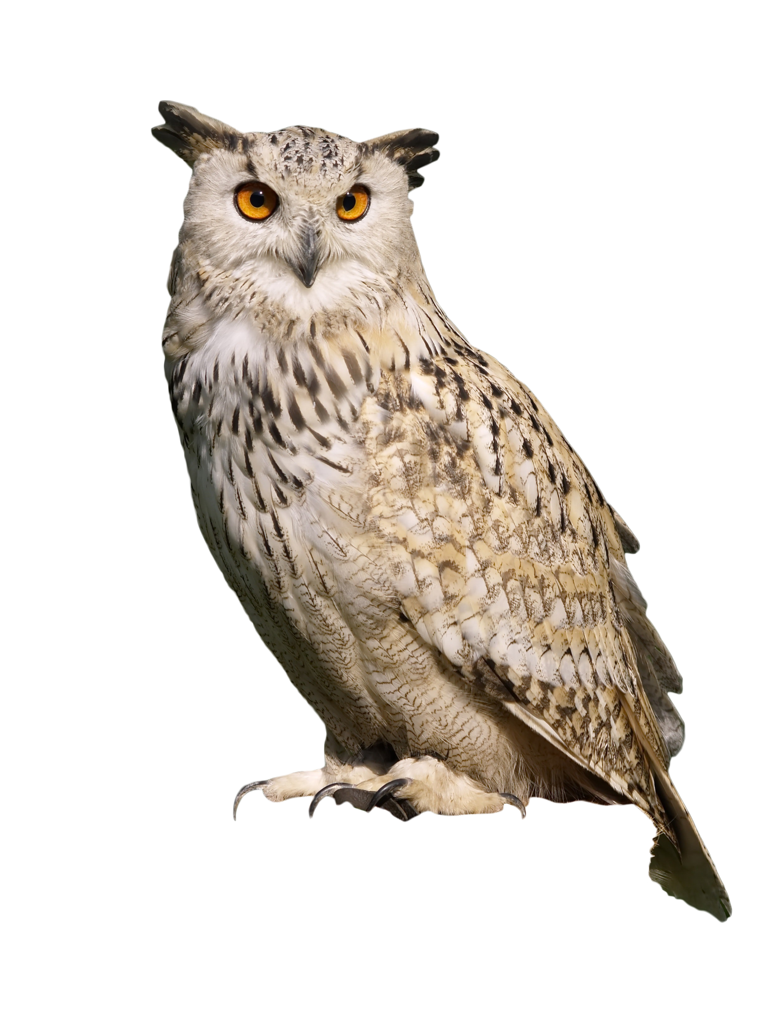 Owl Sitting PNG Image