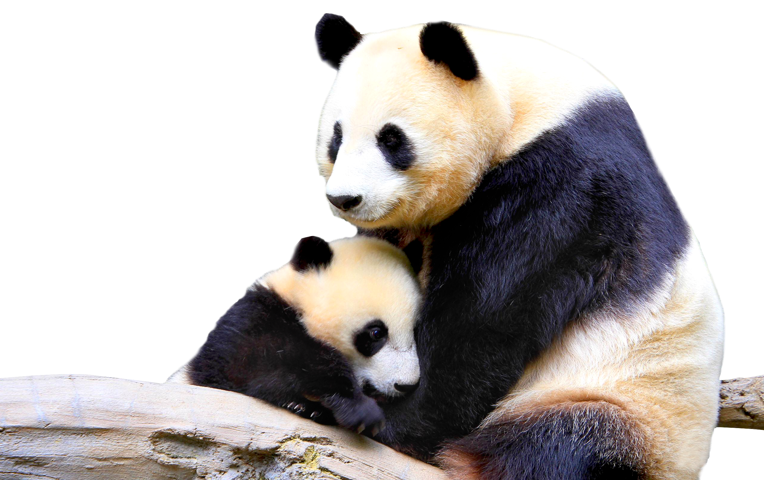 Panda PNG Image