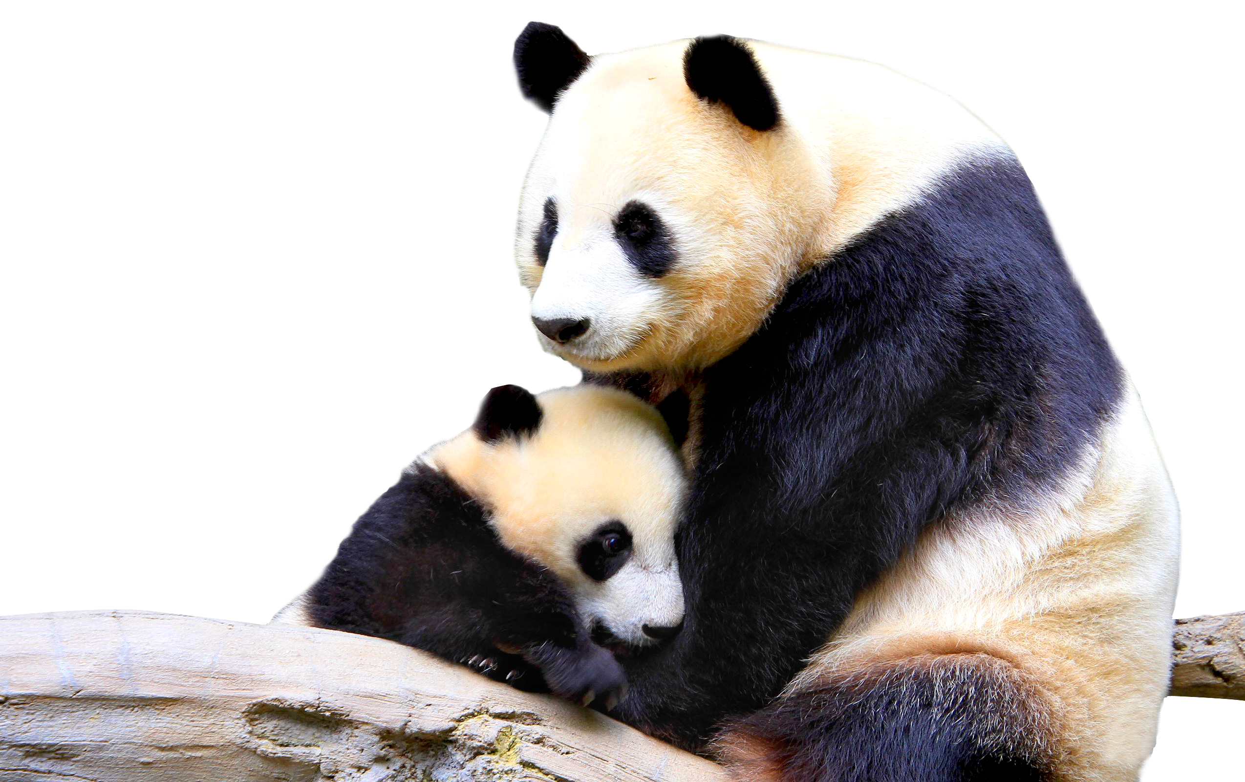 Panda PNG Animal Images, Panda Bear, Cute Panda, Baby Panda Download - Free  Transparent PNG Logos