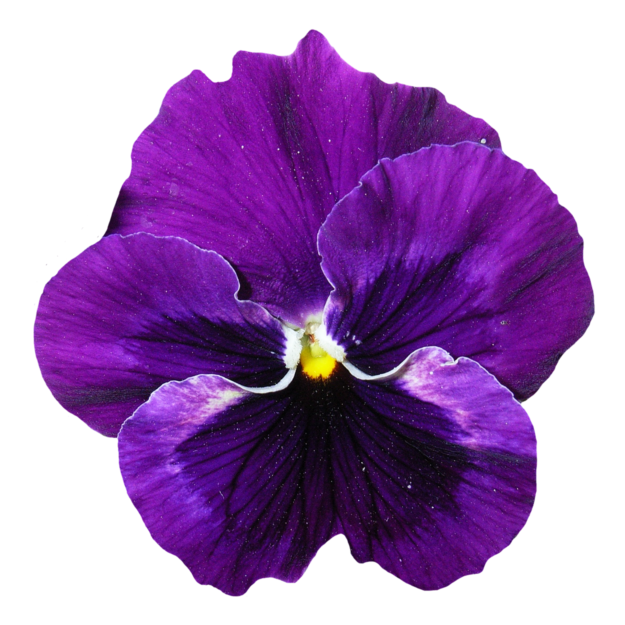 Pansy Flower PNG Image