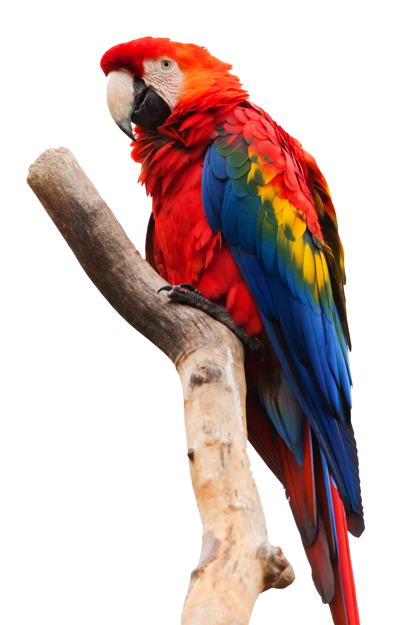 Parrot Macaw PNG Image