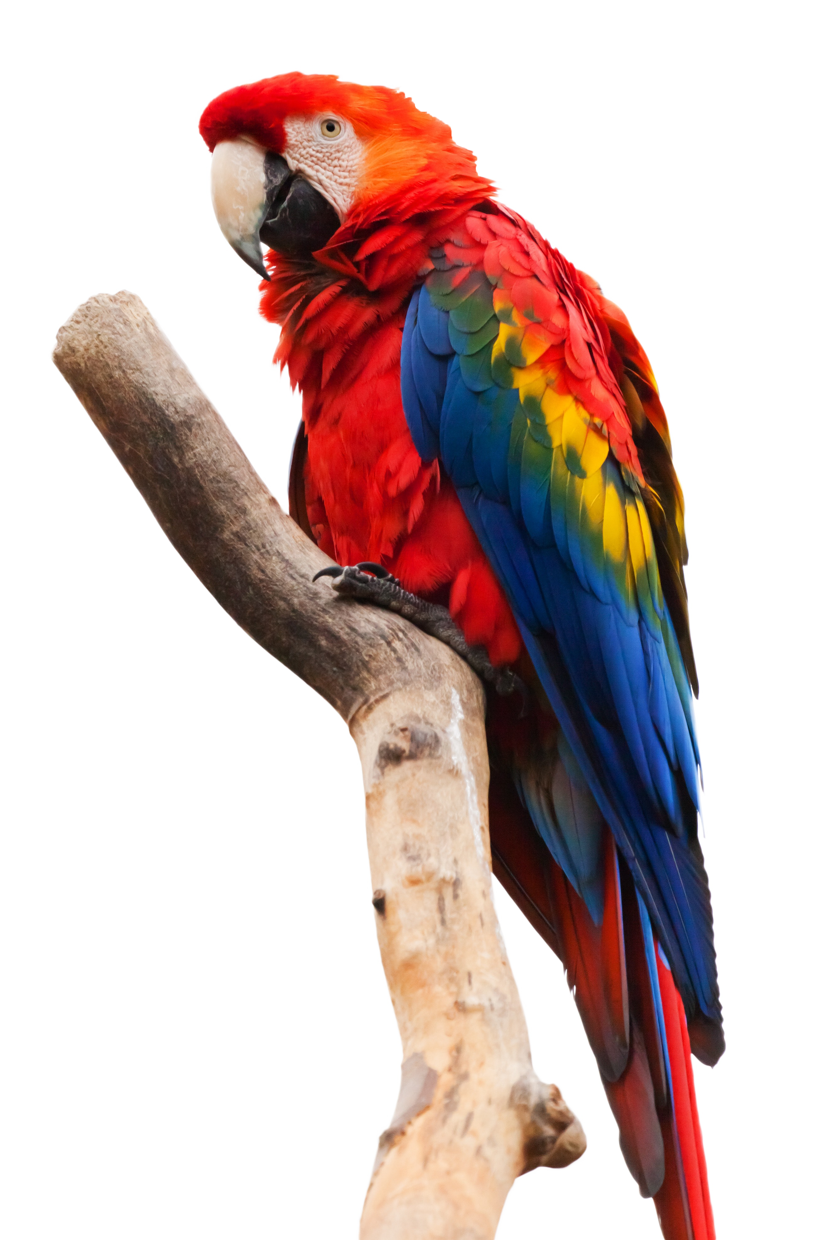 Parrot Sitting On A Stick PNG Image