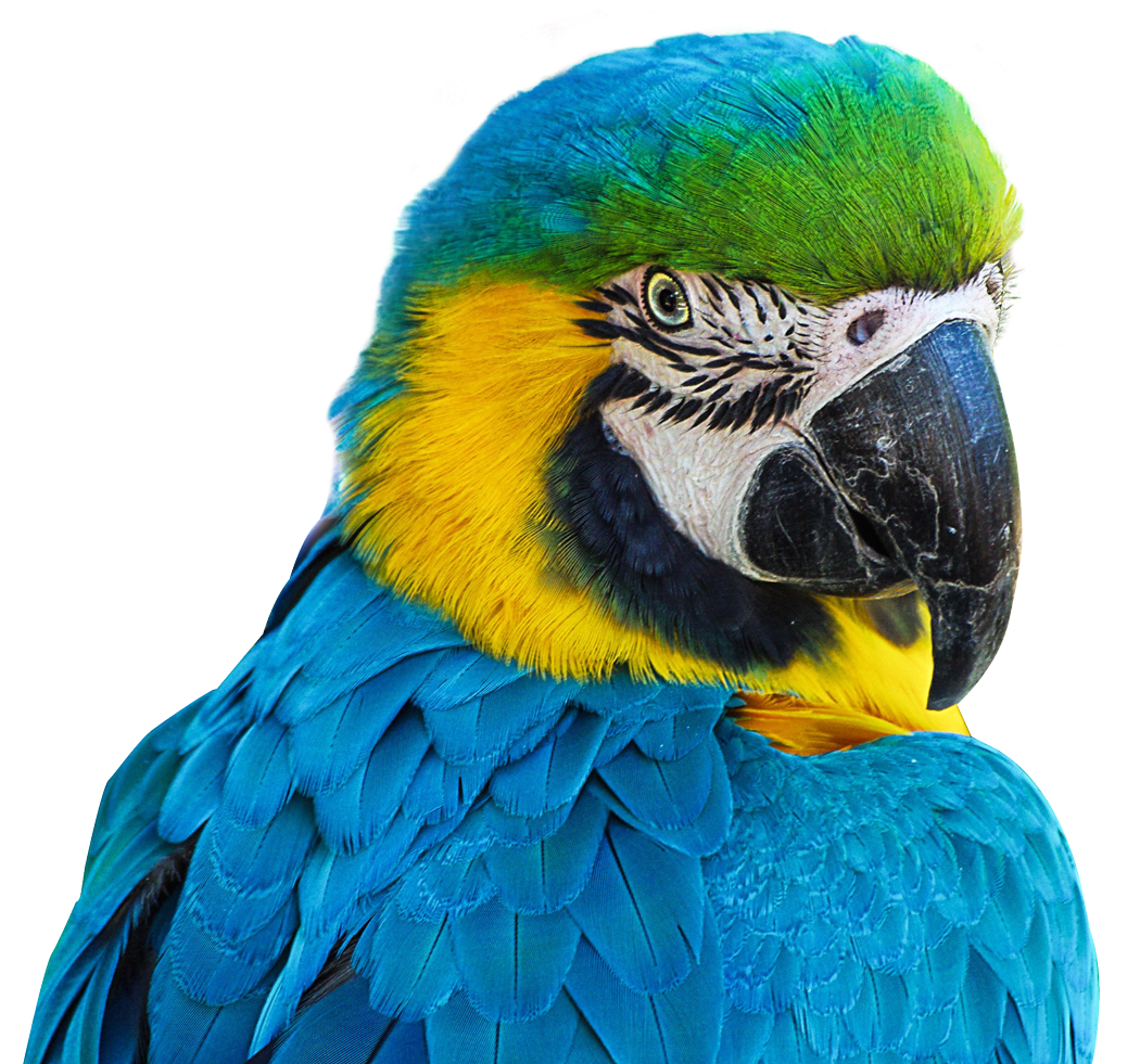 Parrot PNG Image