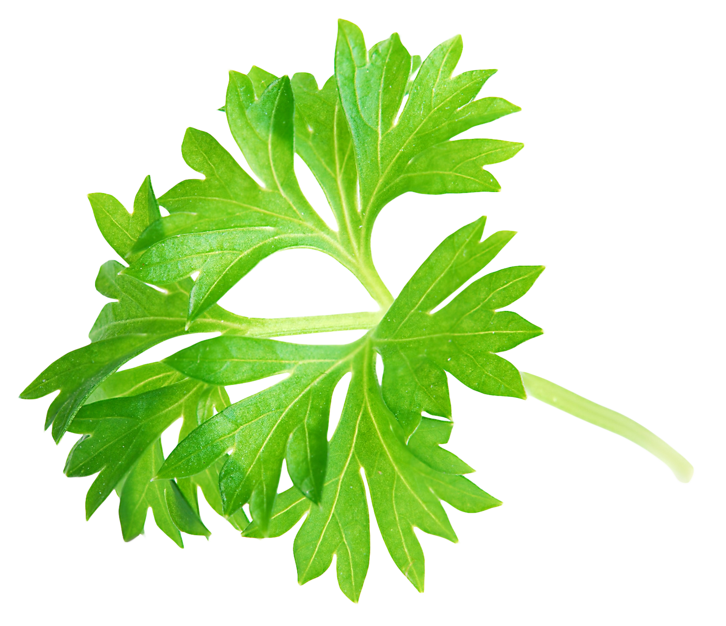 Parsley Leaf PNG Image