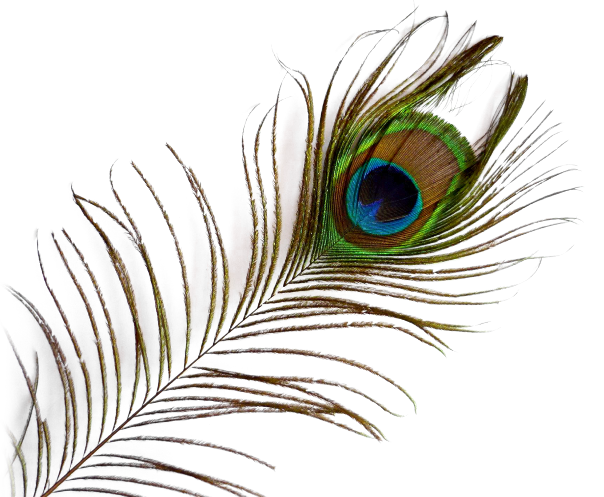 Peacock Feather PNG Image
