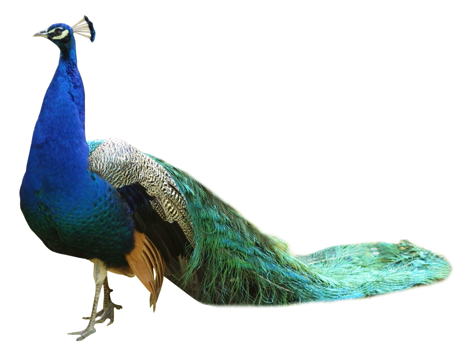 Download Peacock PNG Image for Free