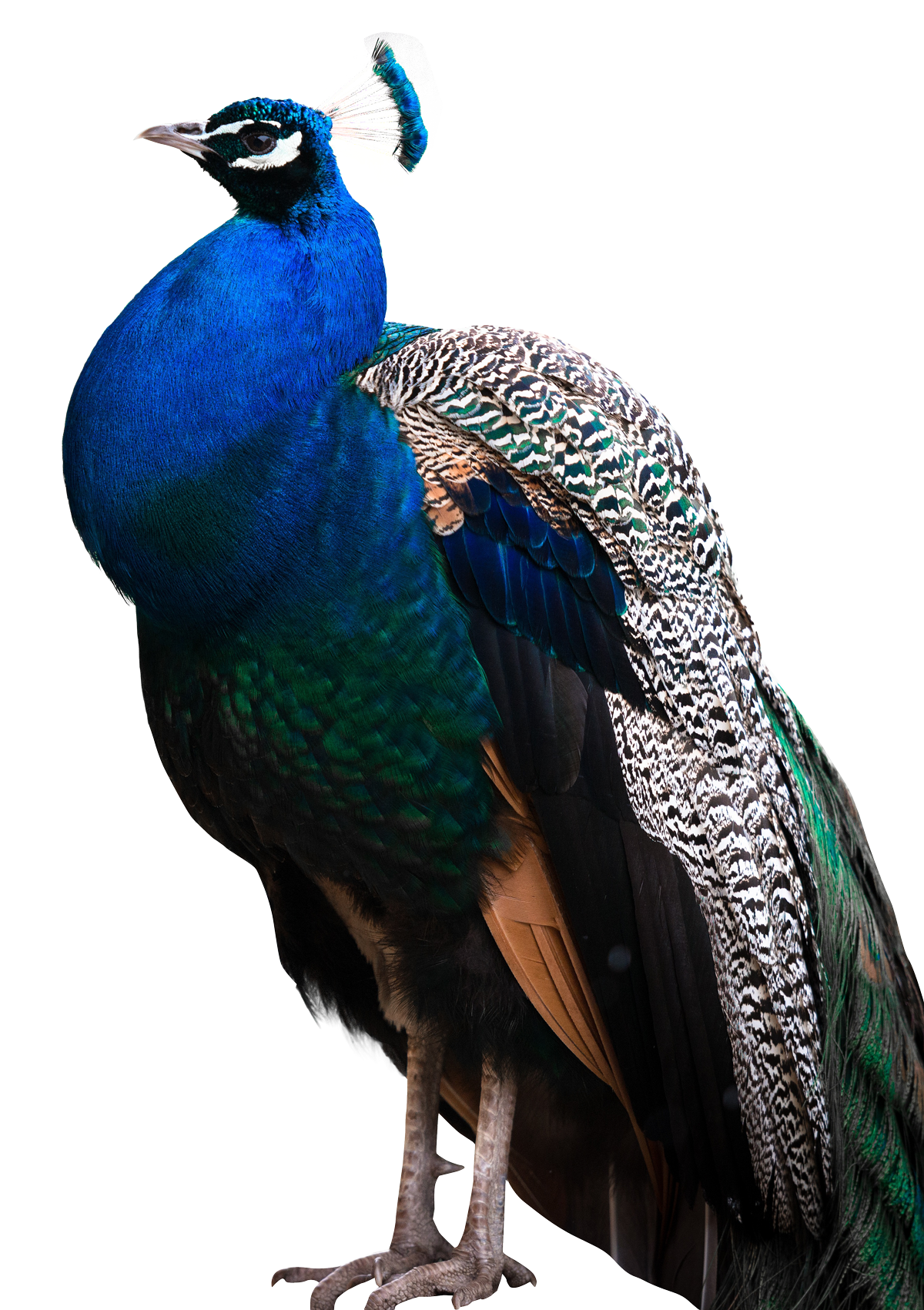 Peacock PNG Image