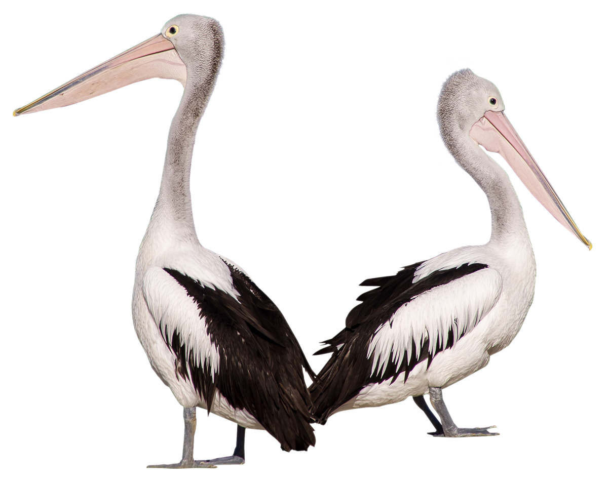 Pelican Birds PNG Image