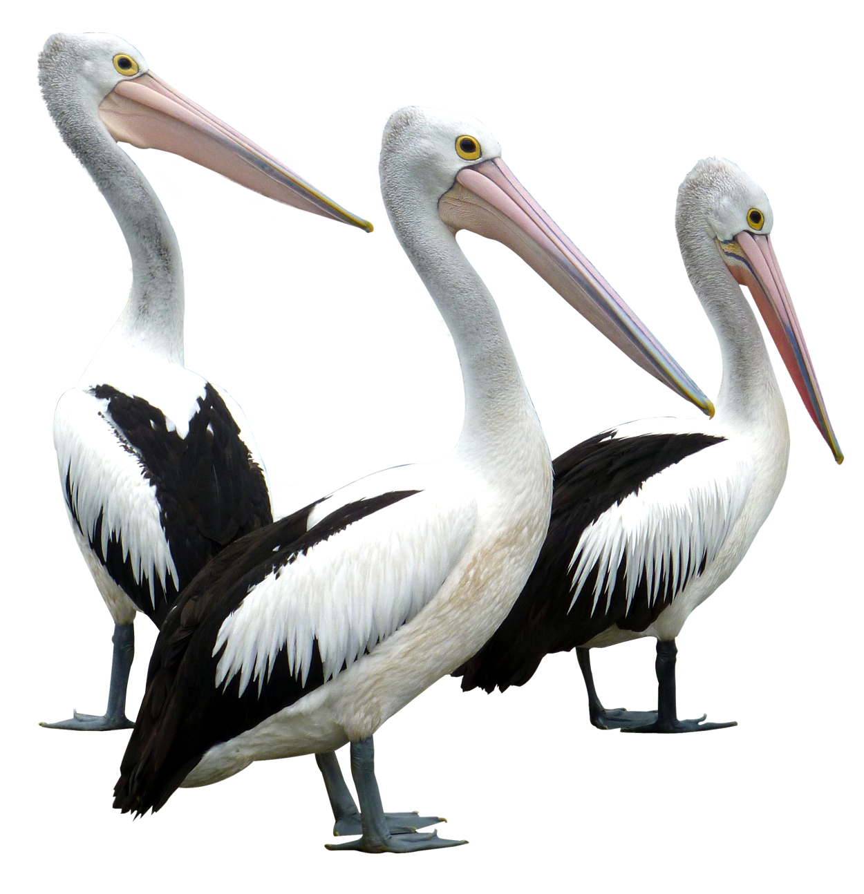 Pelicans Birds PNG Image