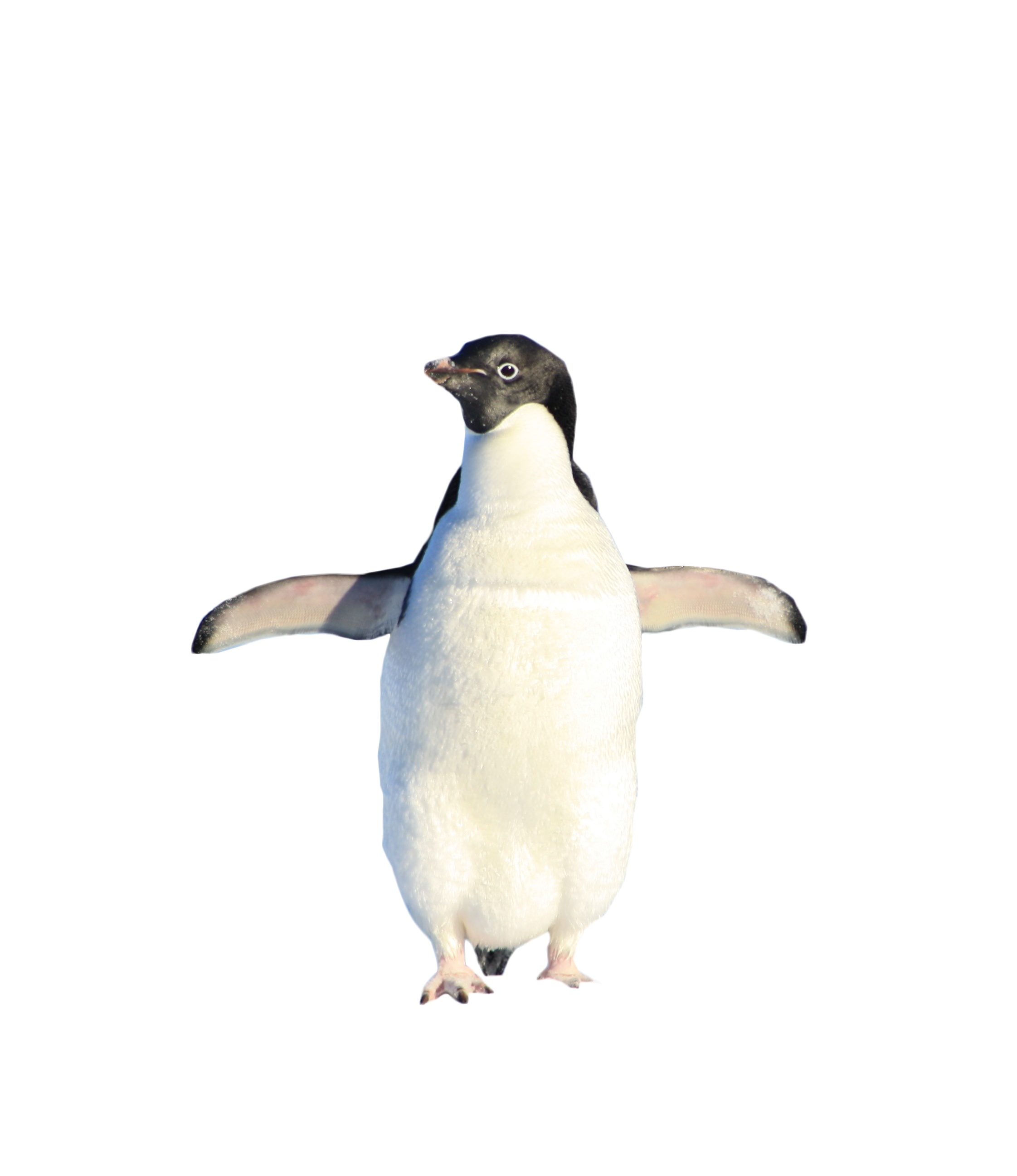 Penguin Standing PNG Image