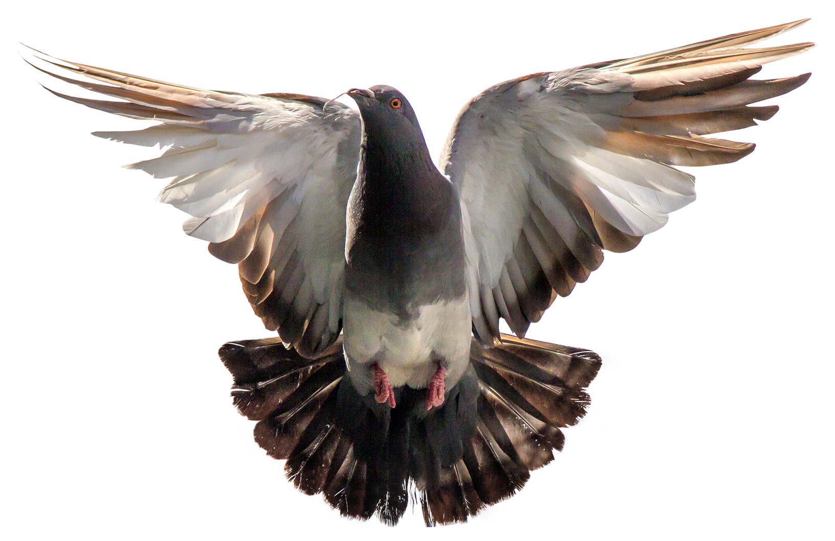 Pigeon Flying PNG Image