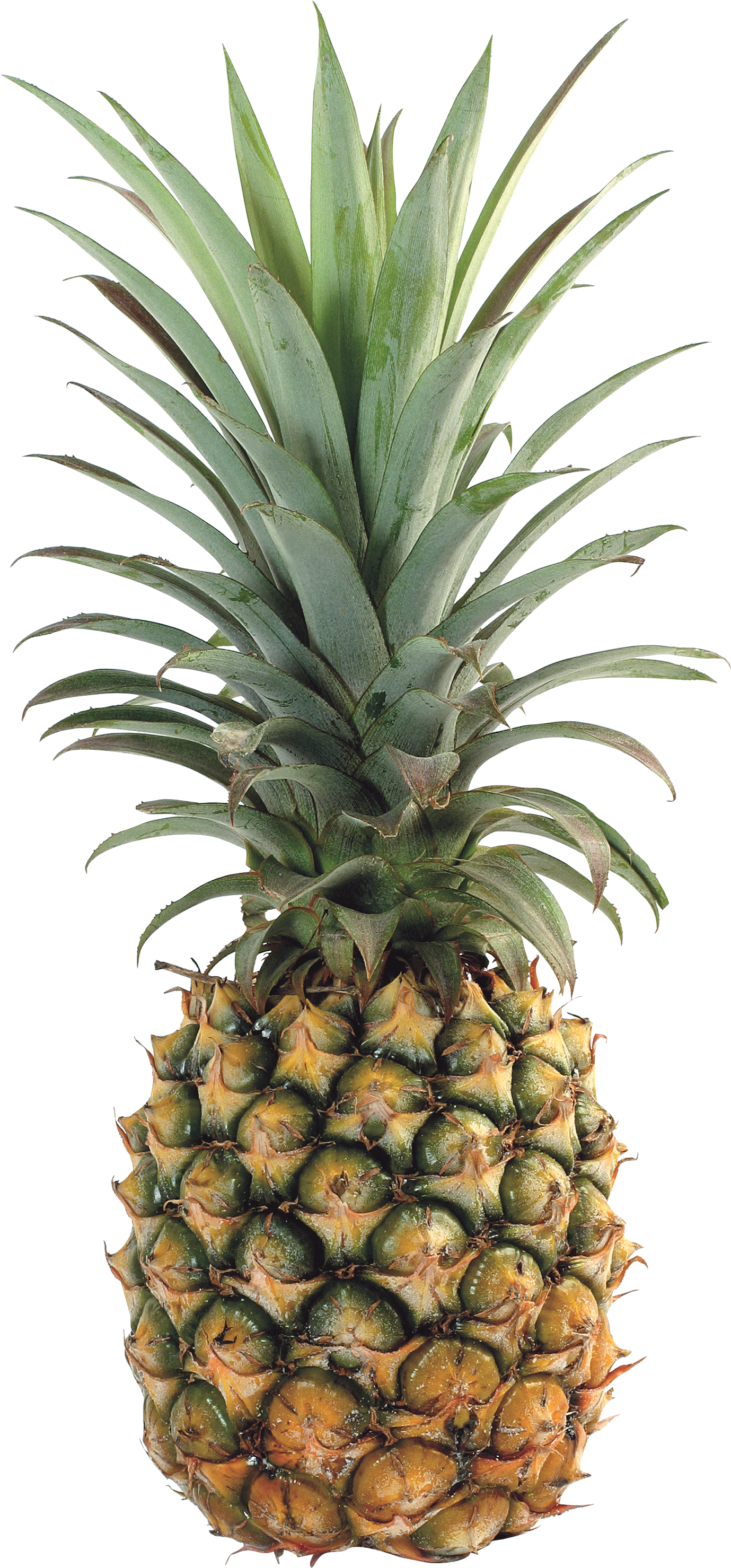 Pinapple PNG Image  PurePNG Free transparent CC0 PNG  