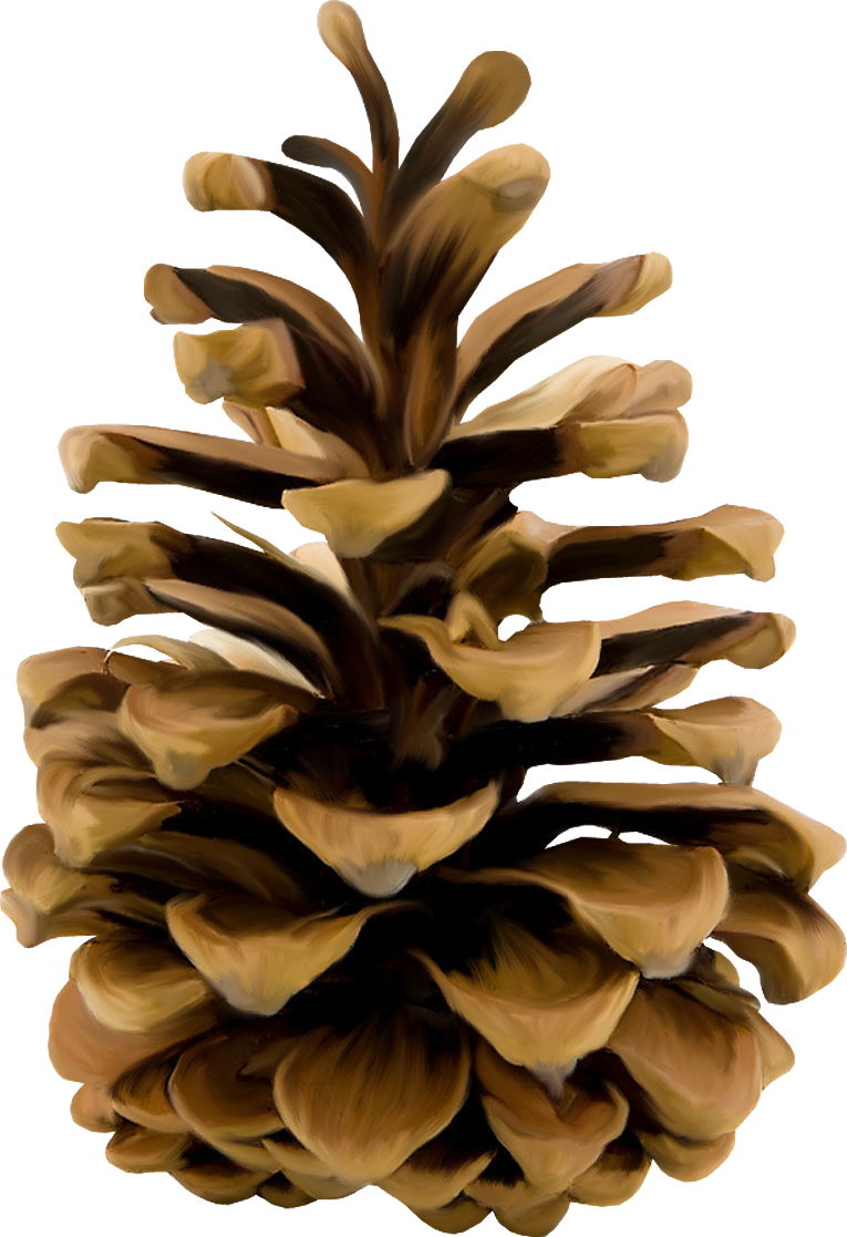 Pine Cone PNG Image