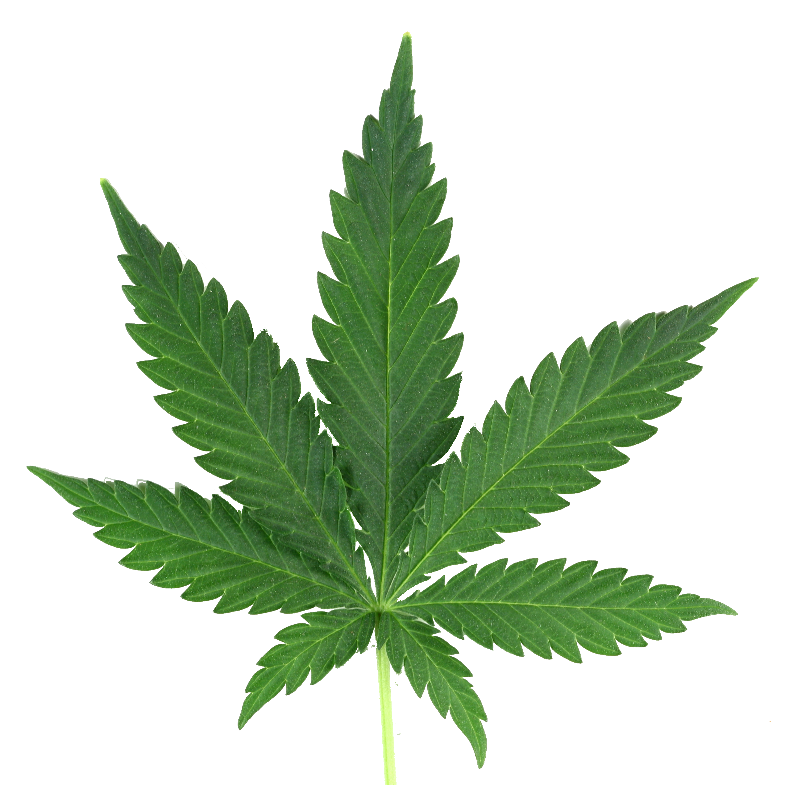 Ping Cannabis