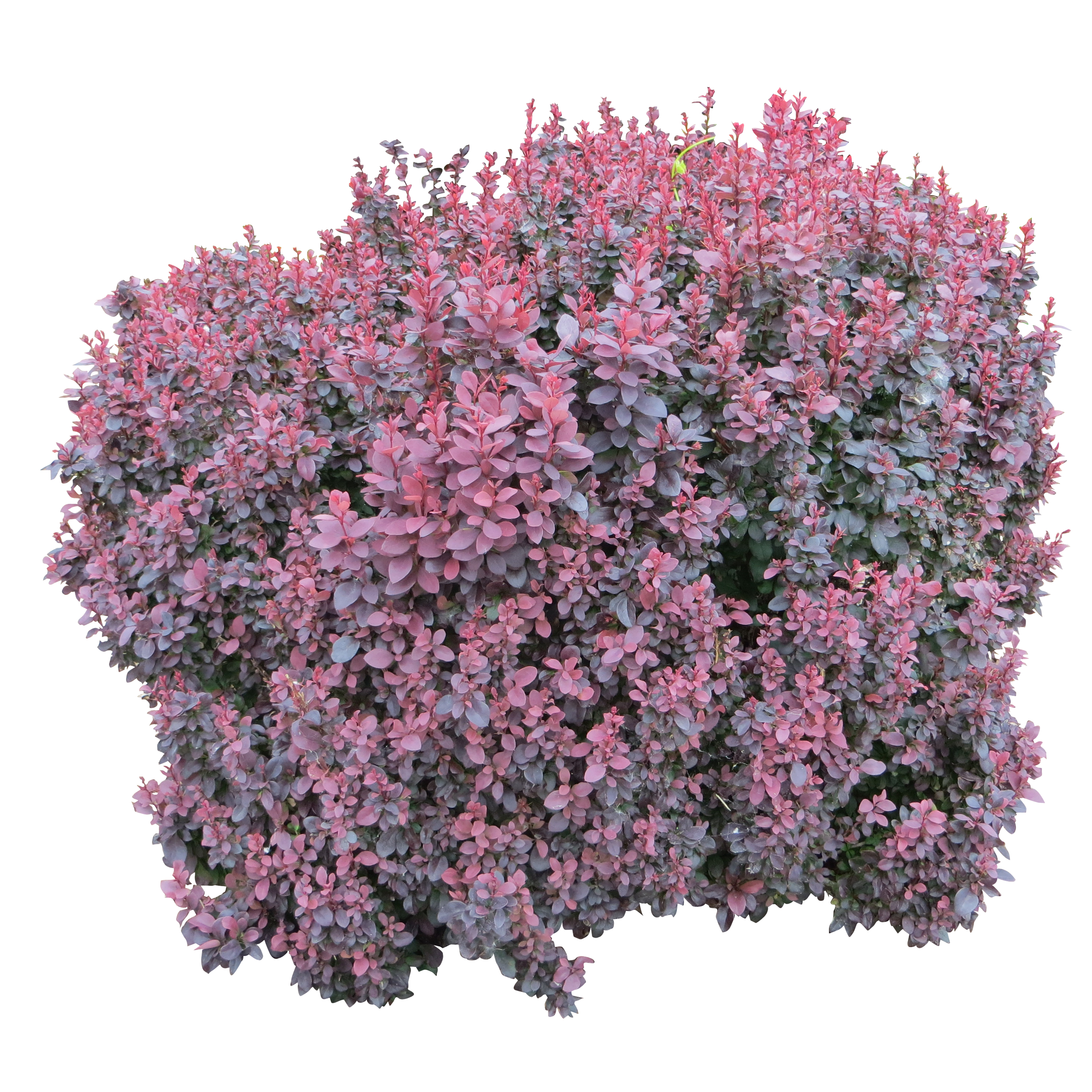 Pink Bush PNG Image