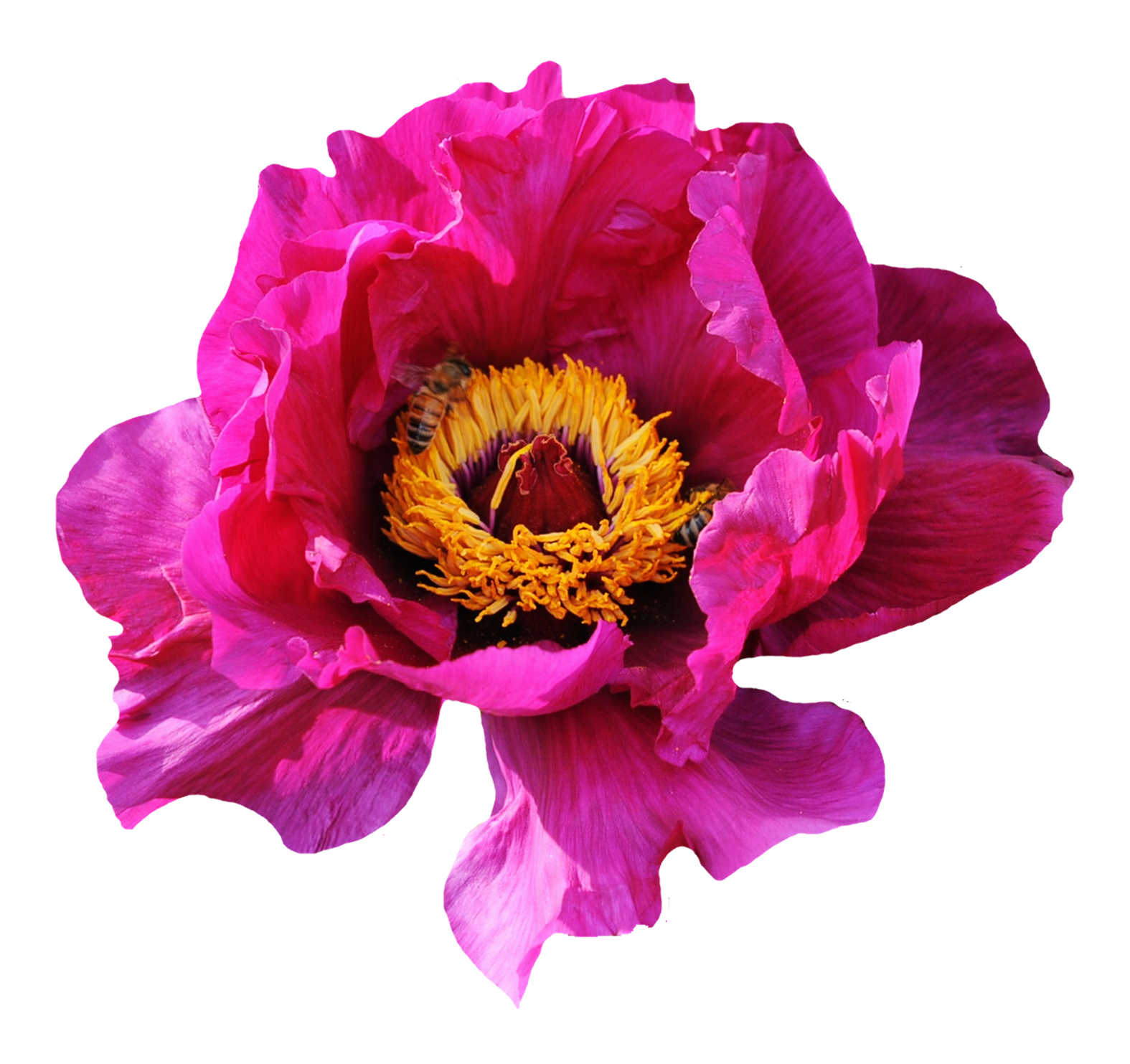 Pink Rose Flower PNG Image
