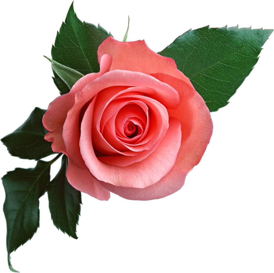 Pink Rose PNG Image