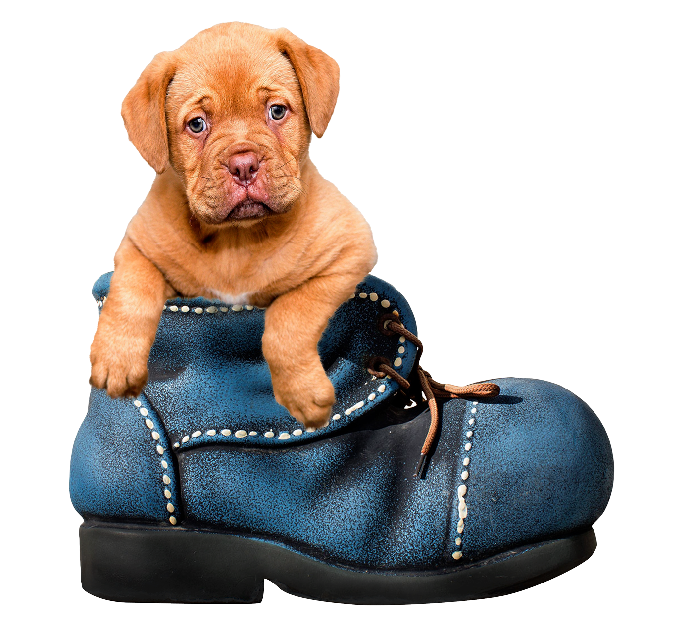 Puppy Dog PNG Image