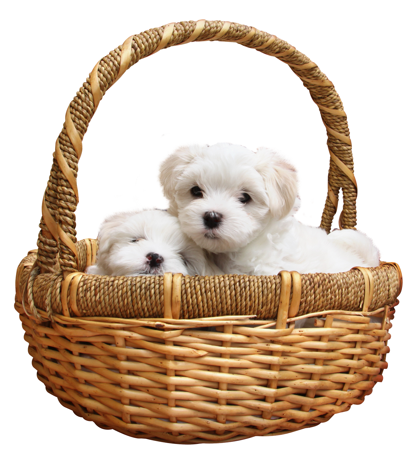 Cute Dog Png Image Purepng Free Transparent Cc0 Png Image Library Images