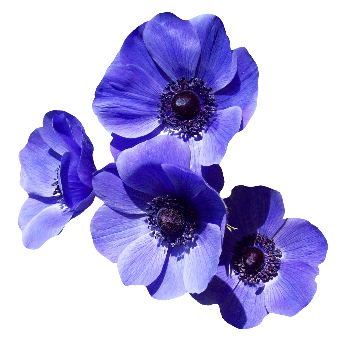 Purple Flower PNG Image